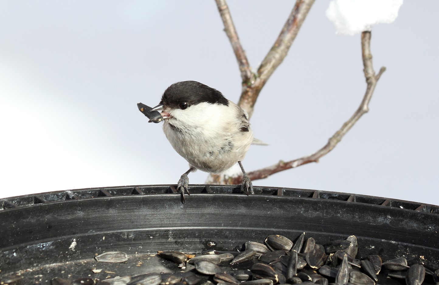 Анонс мероприятия «Покормите птиц зимой!»